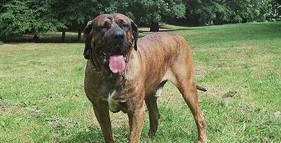 巴西菲勒犬起源和介绍 巴西菲勒犬起源和介绍