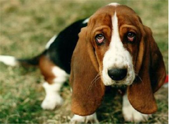 赛特犬的性格外貌特征 赛特犬的性格外貌特征