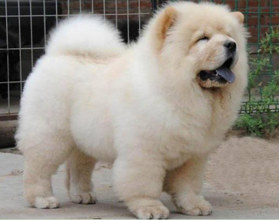 不知道挑选纯种松狮犬该注意什么?不妨来这看看