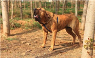 巴西菲勒犬的生活习性