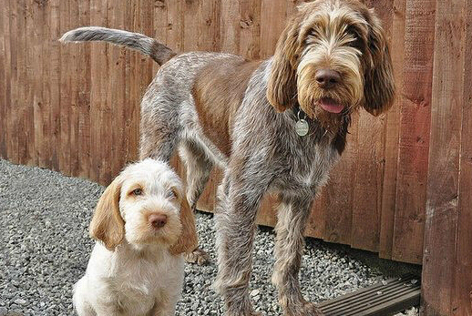 克伦伯猎鹬犬的性格外貌特征