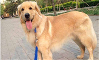 霍夫瓦尔特犬的体高是多少