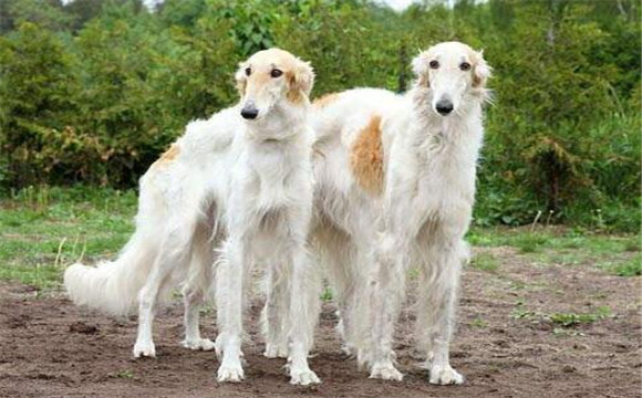苏俄猎狼犬的体高是多少 苏俄猎狼犬的体高是多少
