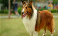 喜乐蒂牧羊犬该怎么喂养