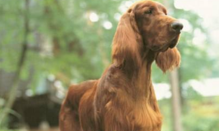 赛特犬多少钱一只 赛特犬多少钱一只