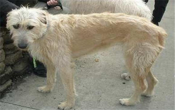 爱尔兰猎狼犬吃多了拉稀怎么办