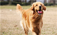 霍夫瓦尔特犬的性格外貌特征