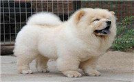松狮犬多少钱一只