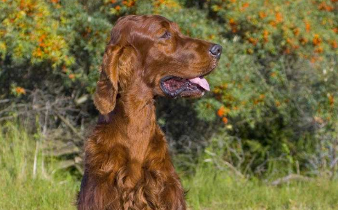 爱尔兰塞特犬的起源和历史 爱尔兰塞特犬的起源和历史