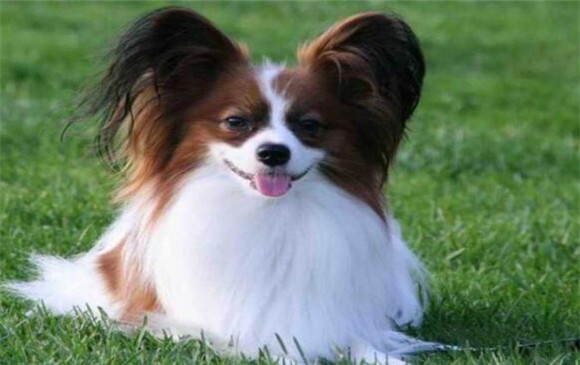 蝴蝶犬的用途是什么 蝴蝶犬的用途是什么