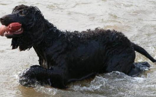 爱尔兰水猎犬该怎么喂养