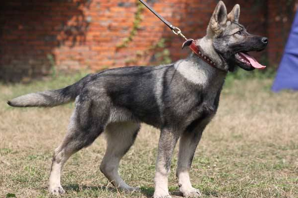 昆明犬一般有多高 昆明犬一般有多高