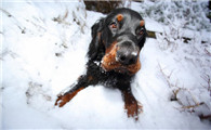 戈登雪达犬一天吃几顿