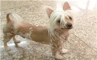 中国冠毛犬是哪国的