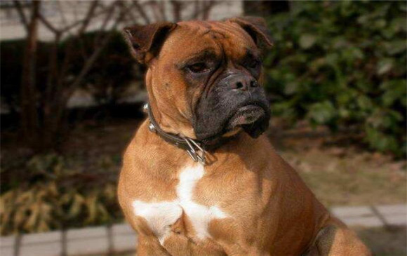 养拳师犬注意事项