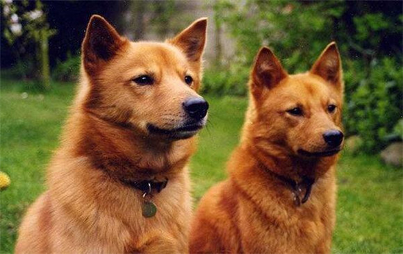 购买芬兰狐狸犬的注意事项 购买芬兰狐狸犬的注意事项
