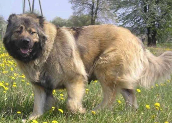 怎么判断高加索犬得了什么病