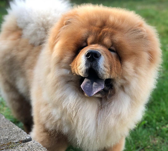 松狮犬一天吃几顿