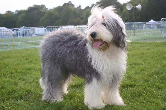 古代英国牧羊犬多大产仔