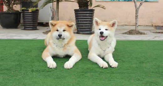 秋田犬需要训练什么