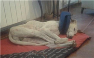 怎么判断格雷伊猎犬得了什么病