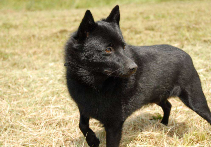 舒柏奇犬喜欢什么 舒柏奇犬喜欢什么