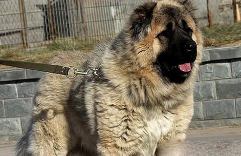 而且,高加索犬是非常凶猛的,千万不要去惹它,如果惹到就在