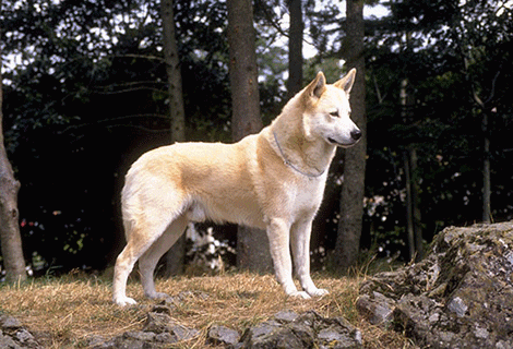 卡南犬生活习惯