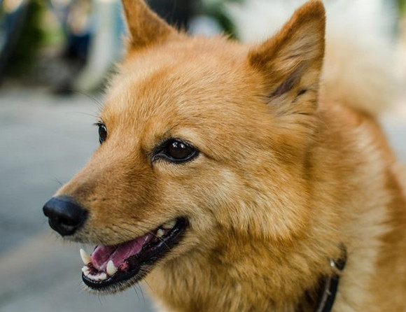 芬兰猎犬的寿命一般是多久