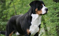 恩特雷布赫山地犬吃多了吐了怎么办