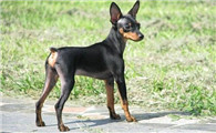小鹿犬什么时候产仔