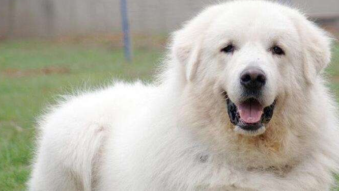 大白熊犬有攻击性吗 大白熊犬有攻击性吗