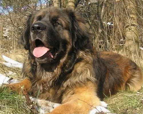 伯格犬一天吃几顿