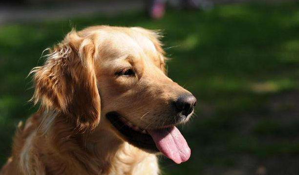 霍夫瓦尔特犬的饲养要点有哪些