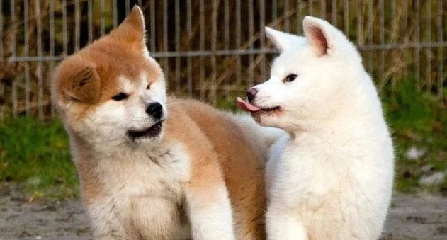 秋田犬的性格外貌特征