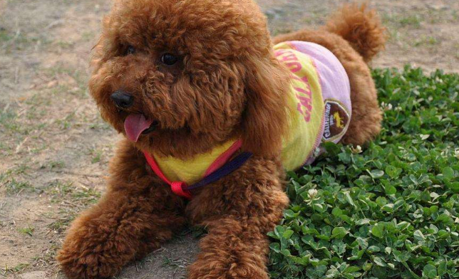 怎么判断泰迪犬得了什么病