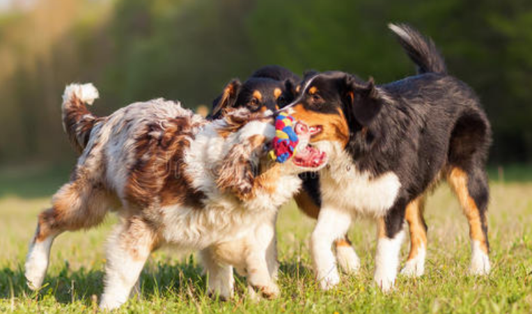 澳大利亚牧羊犬训练技巧有哪些 澳大利亚牧羊犬训练技巧有哪些