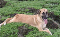 安娜图牧羊犬的饲养要点有哪些