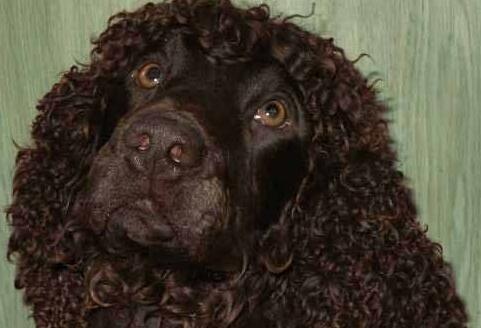 爱尔兰水猎犬吃多了拉稀怎么办 爱尔兰水猎犬吃多了拉稀怎么办