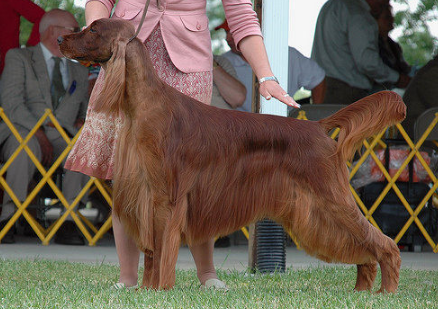 爱尔兰塞特犬该怎么喂养