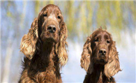 爱尔兰雪达犬的用途是什么