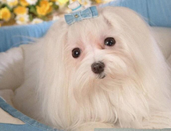 马尔济斯犬该怎么喂养 马尔济斯犬该怎么喂养