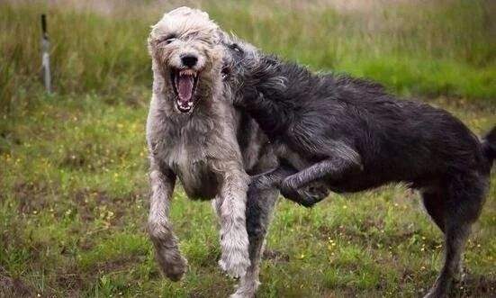 爱尔兰猎狼犬生活习惯