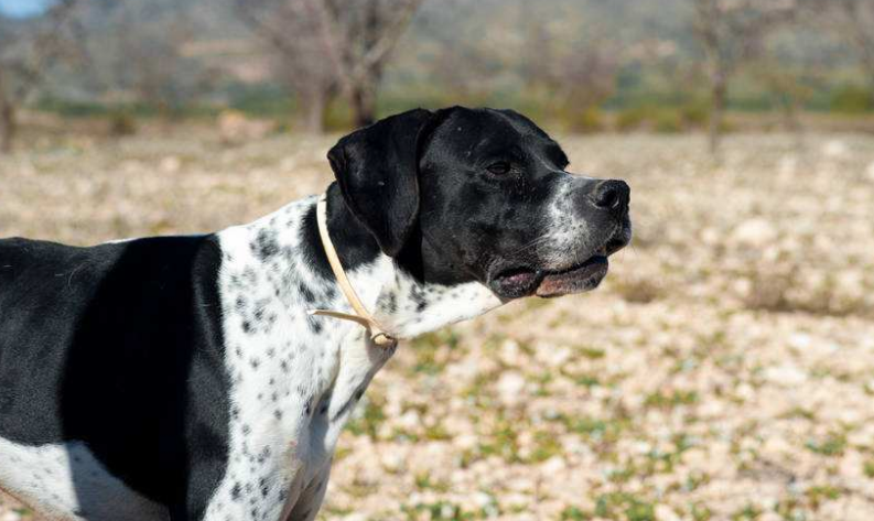 法国指示猎犬生活习惯
