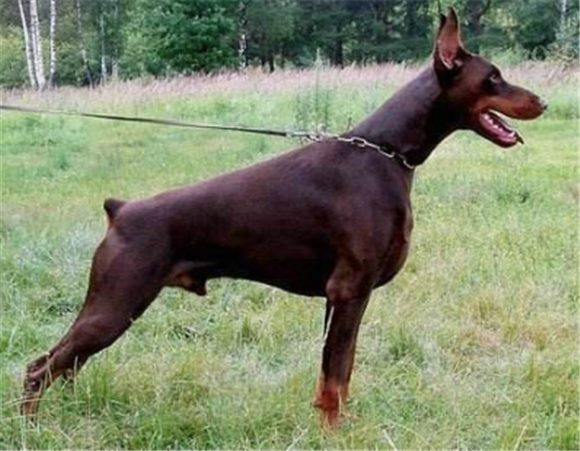 怎么判断断尾狗得了什么病