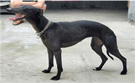 灵缇犬的用途是什么