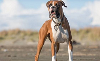 德国拳师犬训练技巧有哪些