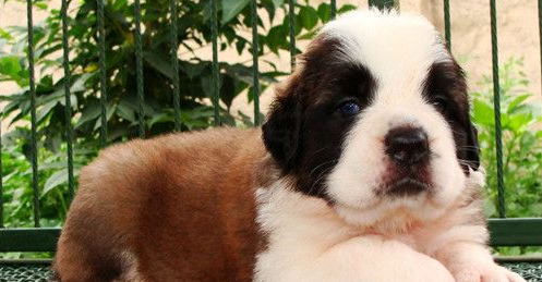 圣伯纳犬生活习惯 圣伯纳犬生活习惯