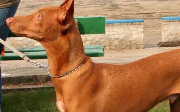 法老王猎犬怎么训练才听话