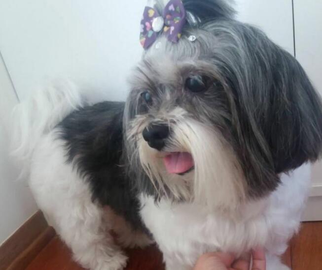 拉萨犬多大产仔
